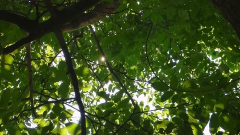 Rays of the sun light nature summer Stock Footage 93735828