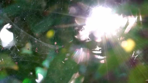 Rays of sun light shine through leaves and intricate spider web, slow motion Stock Footage 144418704
