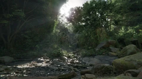 Rays Of Sun Light Shine Through Tropical Rain Forest Canopy Stock Footage 259744658