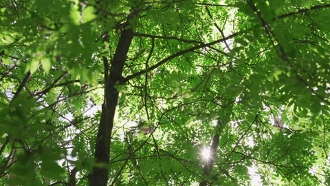 Rays of the sun make their way through the leaves in the forest Video stock 76437726