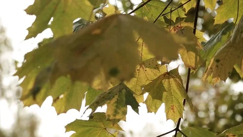 The rays of the sun make their way through the autumn foliage of trees Video stock 81185449