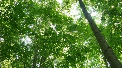 The rays of the sun make their way through the leaves in the forest Stock Footage 91741172