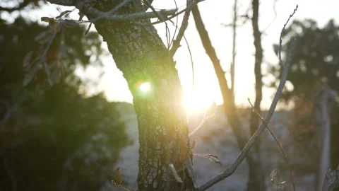 The rays of the sun make their way through the leaves of the trees Stock Footage 108631878