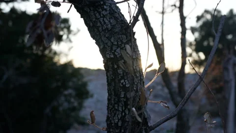 The rays of the sun make their way through the leaves of the trees Video stock 108636348