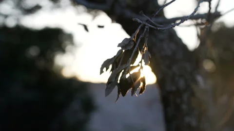 The rays of the sun make their way through the leaves of the trees Stock Footage 108640806
