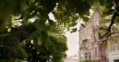 The Rays of the Sun make their way through the green leaves of the trees. Live 스톡 동영상 113285571