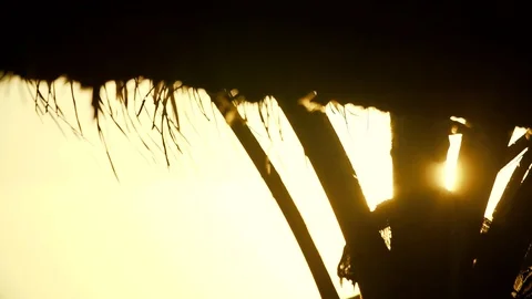 Rays of the sun make their way through the trunks of palm Video stock 116614679