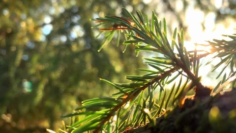 The rays of the sun make their way through the green spruce needles. Blue Spruce Stock-Footage 116802063