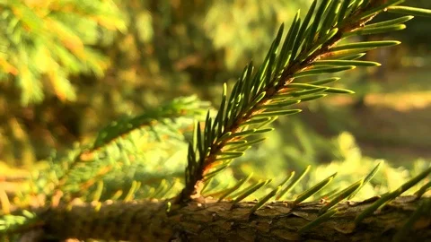 The rays of the sun make their way through the green spruce needles. Blue Spruce Stock-Footage 116802081