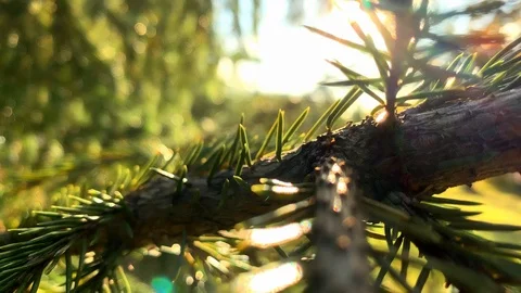 The rays of the sun make their way through the green spruce needles. Blue Spruce Stock-Footage 116802103