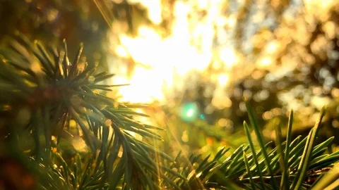 The rays of the sun make their way through the green spruce needles. Blue Spruce Stock-Footage 116802122