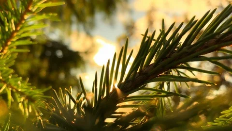 The rays of the sun make their way through the green spruce needles. Blue Spruce Stock-Footage 116802141