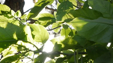 Rays of the sun make their way through the green leaves of the trees. Live Video stock 122328725