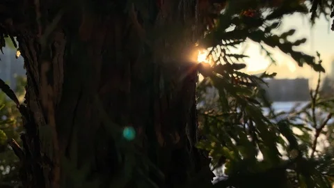 The rays of the sun make their way through the green. Live texture with green  Video stock 122379213