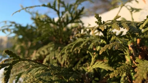 The rays of the sun make their way through the green. Live texture with green  Stock-Footage 122379265