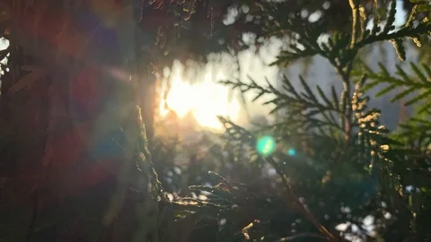 The rays of the sun make their way through the green. Live texture with green Video stock 122379311