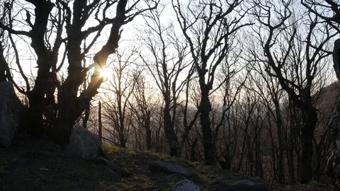 The rays of the sun make their way through the trees in the forest Stock Footage 128170797