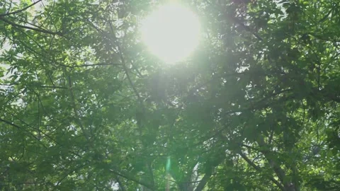 The rays of the sun make their way through the foliage of the trees Stock Footage 130566050