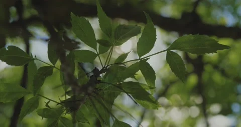 The rays of the sun make their way through the green leaves of the trees. 4k Stock Footage 131555796