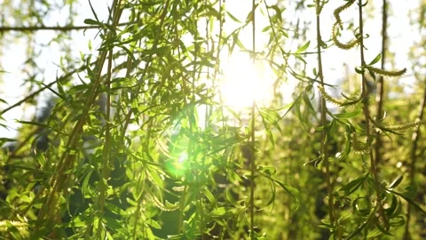 The rays of the sun make their way through the green leaves of the trees Stock Footage 132134541