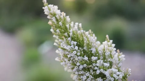 The rays of the sun make their way through the green leaves of the trees. Stock Footage 132207277