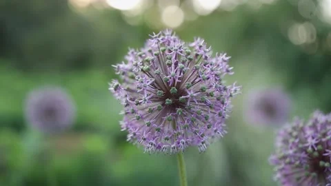 The rays of the sun make their way through the green leaves of the trees. Stock Footage 132207420