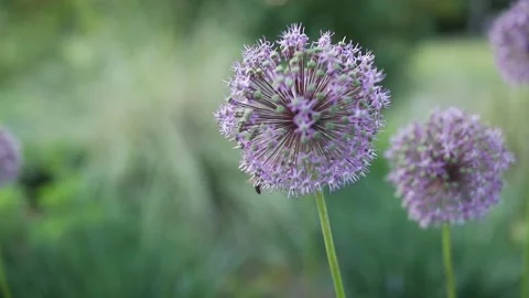 The rays of the sun make their way through the green leaves of the trees. Stock Footage 132207751