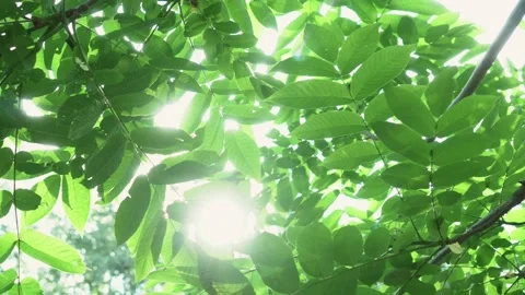 The rays of the sun make their way through the green leaves of the trees. Live Stock Footage 135202396