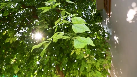 The rays of the sun make their way through the green leaves of the trees Stock Footage 142152334