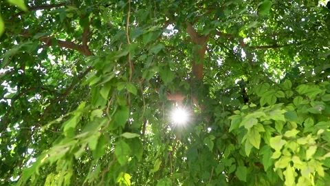 The rays of the sun make their way through the green leaves of the trees Stock Footage 142152423
