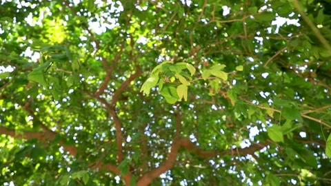 The rays of the sun make their way through the green leaves of the trees Stock Footage 142155814