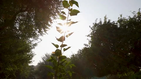 The rays of the sun make their way through the green leaves of the trees Stock Footage 142414191