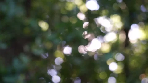 The rays of the sun make their way through the green leaves of the trees. Vidéo 161928043