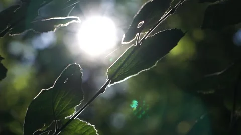 The rays of the sun make their way through the green leaves of the trees. Vidéo 161928069