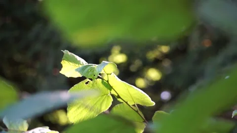 The rays of the sun make their way through the green leaves of the trees. Vidéo 161928076