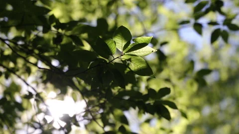The Rays Of The Sun Make Their Way Through The Green Leaves Of A Tree On A Sunny Stock Footage 168365026