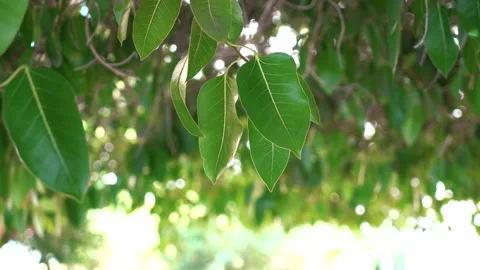 The rays of the sun make their way through the green leaves of the trees Stock Footage 229532717