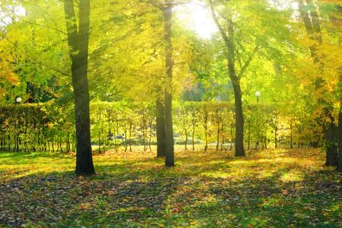 Rays of the sun make their way through trees in the autumn park Stock Photos