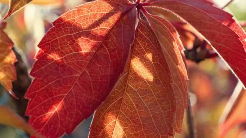 Rays of the sun make their way through the autumn foliage, beautiful autumn n Stock Photos
