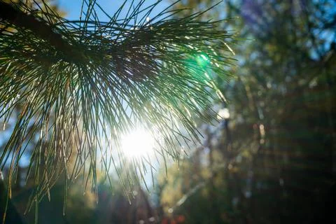 The rays of the sun make their way through a coniferous branch. Stock Photos
