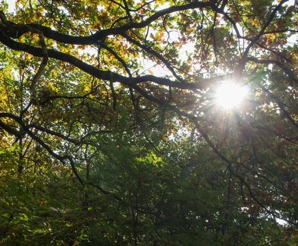 The rays of the sun make their way through the crown of the tree.... the rays Stock Photos