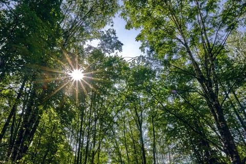The rays of the sun make their way through the foliage and trees. Stock Photos