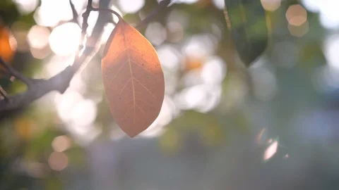 The rays of the sun make way through green leaves of the trees. Stock Footage 122146920