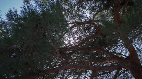 Rays Of The Sun Pass Through The Pine Branches 動画素材 36543609