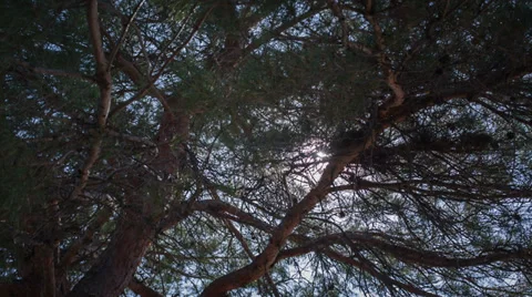 Rays Of The Sun Pass Through The Pine Branches Stock Footage 36543621