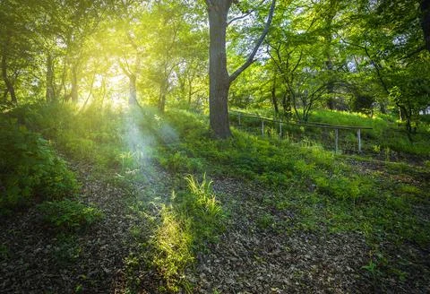 The rays of the sun passing through the foliage of the spring forest Stock Photos