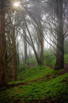 The rays of the sun passing through the trees Stock Photos