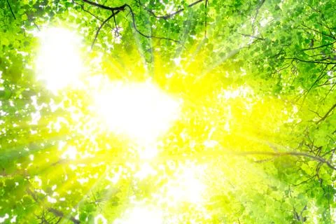 Rays of the sun Stock Photos