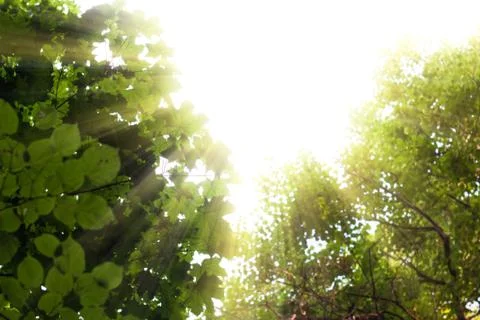 Rays of the sun Stock Photos