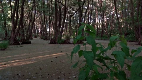 The rays of the sun pierce the thicket of the forest.Forest thickets. Stock Footage 76951138